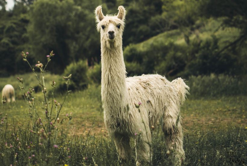 Easy and Fun Llama Crafts for Kids - That Kids' Craft Site