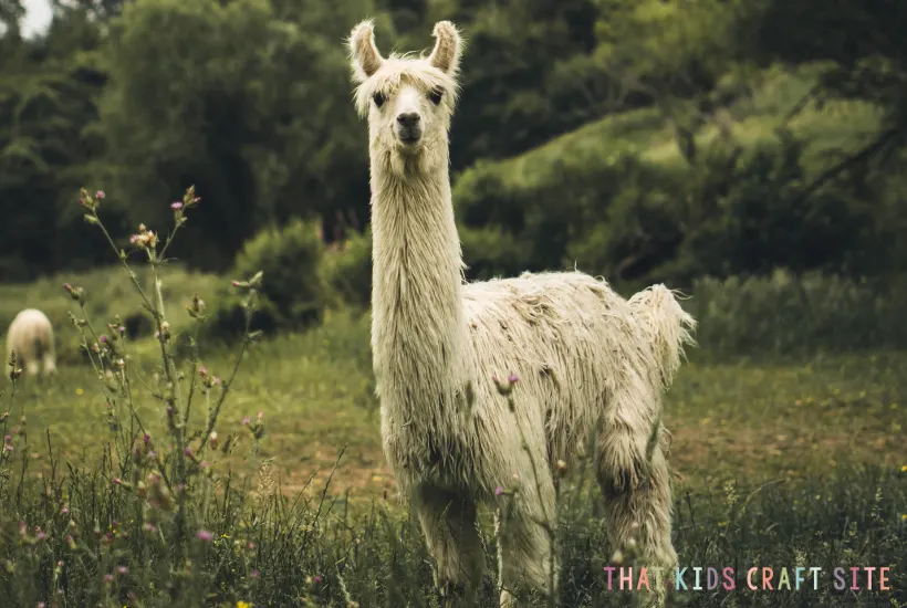 Easy and Fun Llama Crafts for Kids - That Kids' Craft Site